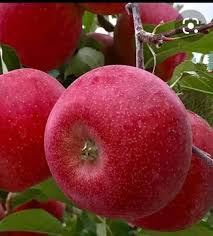 Exotic Apple Craze Sweeps Kashmir; Red Velox, Pink Lady, Redlum Gala varieties rule the roost