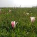After mustard fields, now wild tulips in Pampore Karewas attract tourists