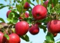 South African apple imports cause price decline for Kashmiri apples