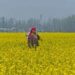 Mustard registers 250% increase in area coverage in valley