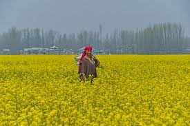 Mustard registers 250% increase in area coverage in valley