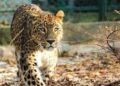 Leopard sighted in Srinagar’s Malabagh area, wildlife department mobilizes teams