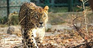 Leopard sighted in Srinagar’s Malabagh area, wildlife department mobilizes teams