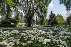 With spring in full swing, Kashmir’s Acacia Honey Production Surges to Meet demand