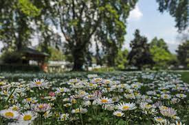 With spring in full swing, Kashmir’s Acacia Honey Production Surges to Meet demand