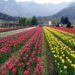 Around 92,000 visitors flock Srinagar’s Tulip Garden in last six days