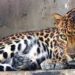 Leopard Sighting in Srinagar: Teams deployed at few schools as precautionary measure
