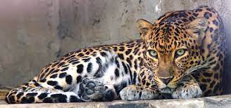 Leopard Sighting in Srinagar: Teams deployed at few schools as precautionary measure