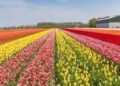 Tulip Garden welcomes over 286,000 visitors, anticipates record-breaking season