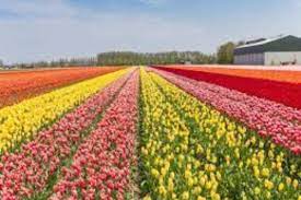 Tulip Garden welcomes over 286,000 visitors, anticipates record-breaking season