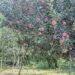 Amid caution, growth regulators in high demand in Kashmir orchards