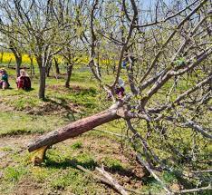 Miscreants chop off apple trees in Sopore village