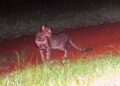 Wildlife dept clarifies, says not leopard, but wild cat spotted in Zakura, Sgr
