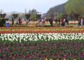 Tulip Garden to be closed for public from tomorrow