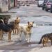 Unplanned urbanization, surge in dog population, local intrusion into wildlife habitat reasons behind rising human-animal conflict in Kashmir: Experts