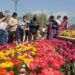 Asia’s largest Tulip Garden attracts record 4.45 lakh visitors this season