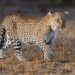 Wildlife dept deems 90% of leopard sighting reports in urban areas as false