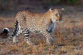 Wildlife dept deems 90% of leopard sighting reports in urban areas as false