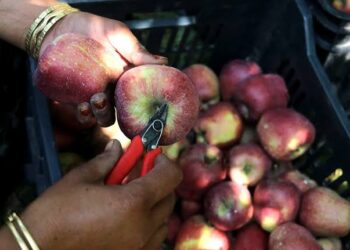 JKPICCA Steps in To Address Concerns of Fruit Growers in JK
