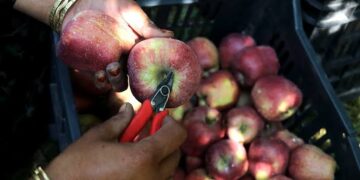 JKPICCA Steps in To Address Concerns of Fruit Growers in JK