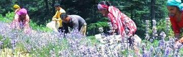 CSIR-IIIM and NHAI kickstart ‘Lavender Hub Project’ at NH 44