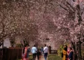 Spring blossom transforms Kashmir into go-to place for Fashion celebs, influencers