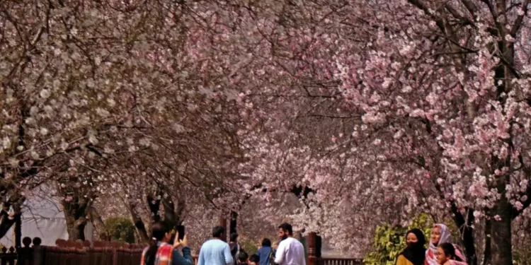 Spring blossom transforms Kashmir into go-to place for Fashion celebs, influencers