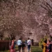 Spring blossom transforms Kashmir into go-to place for Fashion celebs, influencers