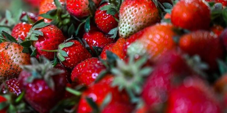Strawberry harvest picks in Srinagar’s Hazratbal area amid low yield