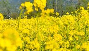 Fluctuating prices, adulterated cooking oils foster revival of mustard cultivation in Kashmir