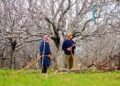 Orchardists who haven’t sprayed before recent rains must do so immediately: SKUAST experts