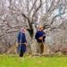 Orchardists who haven’t sprayed before recent rains must do so immediately: SKUAST experts