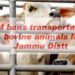 DM bans transportation of bovines from Jammu District