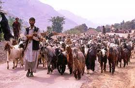 Srinagar LS Polls: Gujjar-Bakarwal villagers travel from terrain to plain to cast votes for ‘optimal change