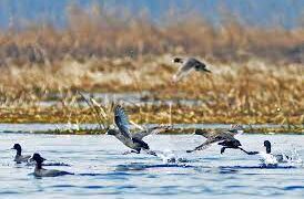 DoWP, WD Kashmir rebuts news item ‘Residents protest Wildlife Department’s halt on critical road project in Budgam