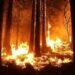 Massive forest fire erupts in Qazigund village