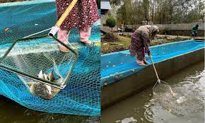 Jammu Kashmir Witnesses Aquatic Boom as educated youth embrace pisciculture