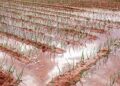 Absence of irrigation facilities delays paddy sapling plantation at Pahoo, Pulwama
