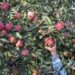 Apple growers in south Kashmir worried over continuous leaf miner pest attacks