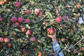 Apple growers in south Kashmir worried over continuous leaf miner pest attacks