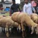 Eid-ul-Adha: 60 trucks of sheep enter valley daily