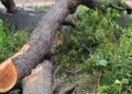 Forest Department refutes News regarding Tree Cutting in Sumb Area