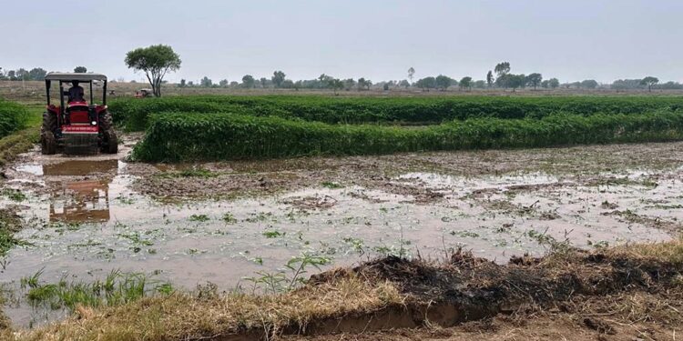 Agriculture Department promotes Green Manure to restore Default Organic Status of Basmati in R.S. Pura