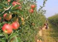 Horticulture Department Kashmir issues Dry Weather Advisory for Orchardists