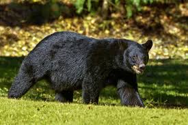 Two injured after attacked by bear in Ladhoo Pampore