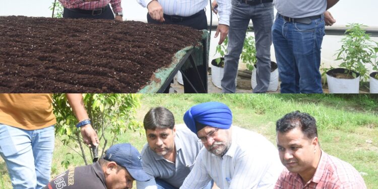 Director Agriculture initiates Rabi Campaign with Hybrid Vegetable Seed Sowing