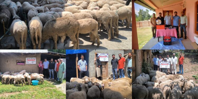 Sheep Husbandry Dept Shopian establishes 17 Income Generating Units under HADP & ISDS