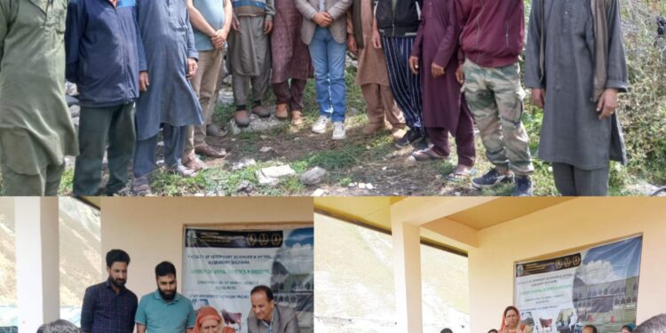 SKUAST- K fortifies efforts for conservation of local Gurezi Sheep