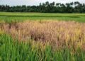 Bacterial blight disease hits paddy fields in South Kashmir