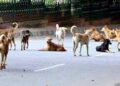 Stray dog menace escalates, HMT Rose Avenue residents fear for safety